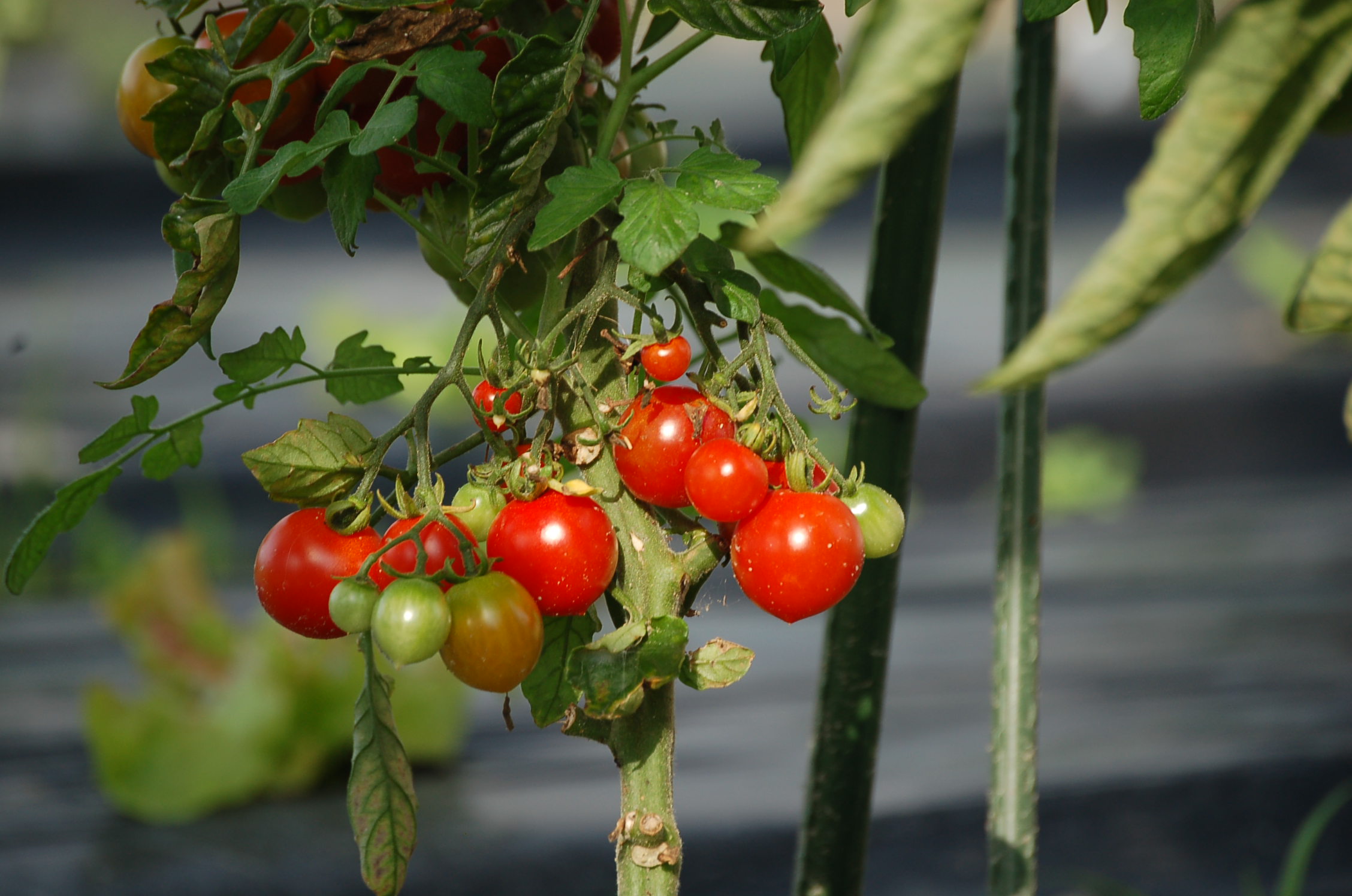 トマトの季節到来 アンプロムプテュ白馬オーナーブログ