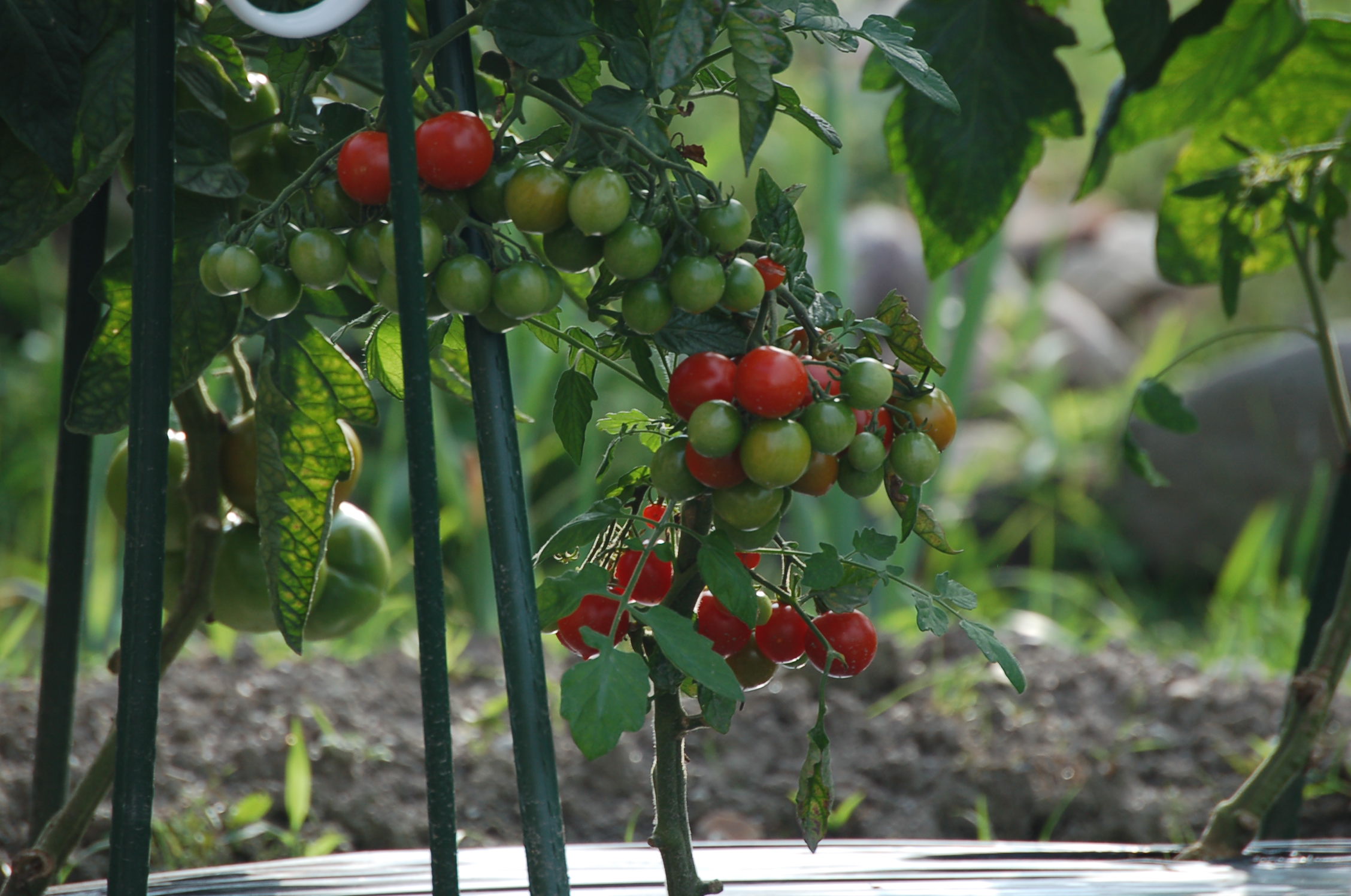 トマトの季節到来 アンプロムプテュ白馬オーナーブログ