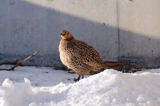 DSC_0555.JPG